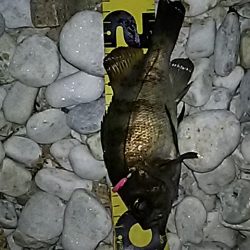 サーフアジング