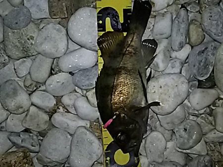 サーフアジング