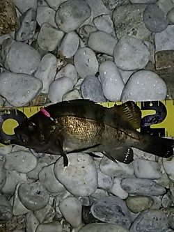 サーフアジング