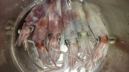 ライトエギング