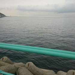 シオ、本日もゲットしました！