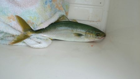 今日も手堅くツバス！