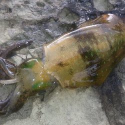 朝マズメ釣行 ！