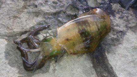 朝マズメ釣行 ！