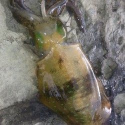 朝マズメ釣行 ！