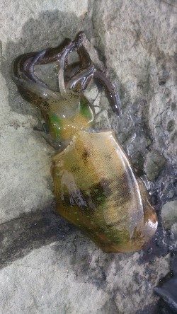 朝マズメ釣行 ！