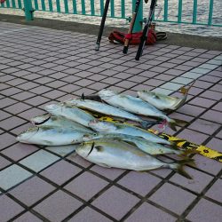 再び青物大爆釣！！