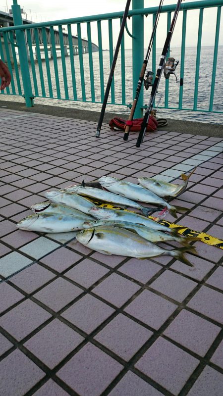 再び青物大爆釣！！