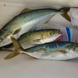 サワラ、リベンジ成功！！