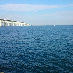 サワラ今日もゲットしました！！