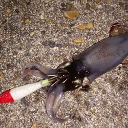 釣れてほっとした