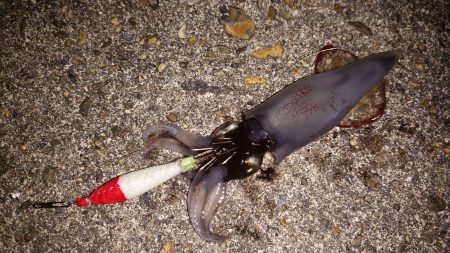 釣れてほっとした