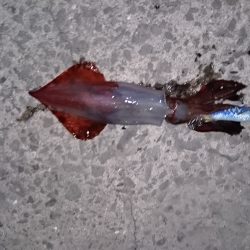 アオリイカ新子狙いに！