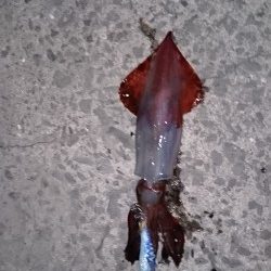 アオリイカ新子狙いに！