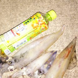 オカッパリでケンサキのこのサイズはうれしいです♪