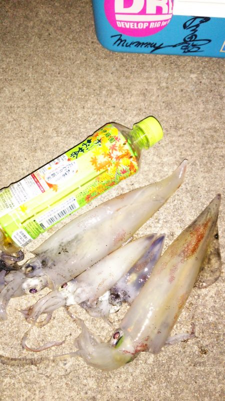 オカッパリでケンサキのこのサイズはうれしいです♪