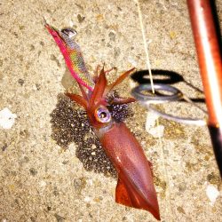 アオリイカが釣りたい！