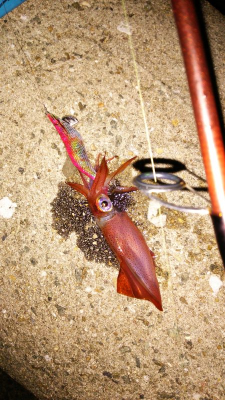 アオリイカが釣りたい！