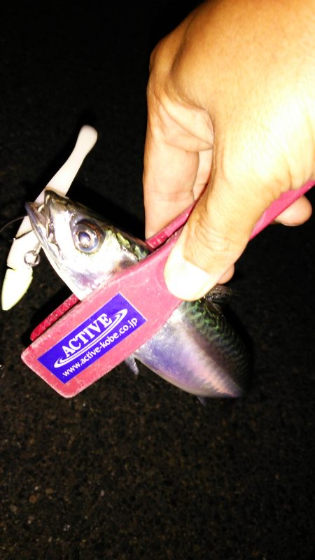 湾奥タチウオ調査！