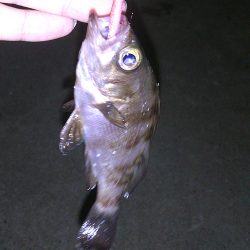 癒しのアジング堪能