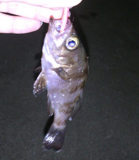 癒しのアジング堪能