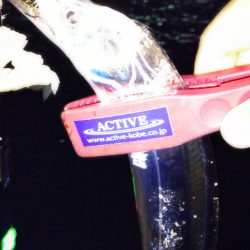 神戸湾奥でゆっくりのんびりタチウオのウキ釣りが･･･