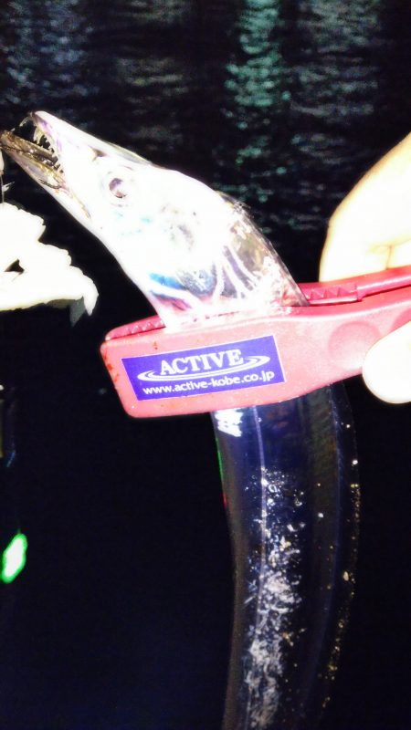 神戸湾奥でゆっくりのんびりタチウオのウキ釣りが･･･