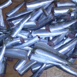 サビキ【ファミーリーフィッシング】