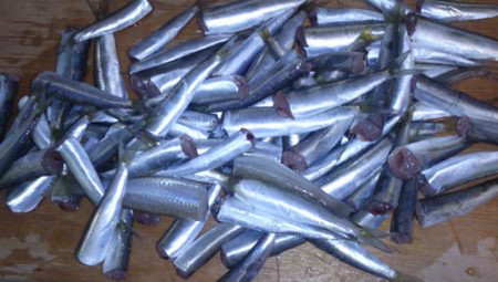 サビキ【ファミーリーフィッシング】