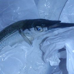 メバリング　【魚住漁港】