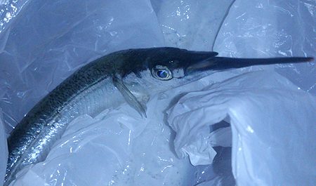 メバリング　【魚住漁港】