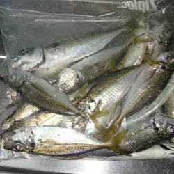 アジング釣行記