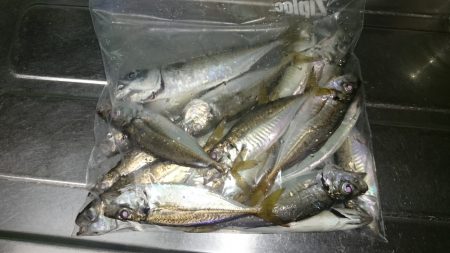 アジング釣行記