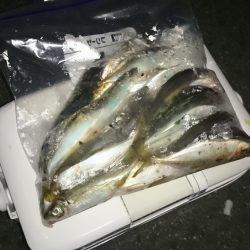 アジング釣行記