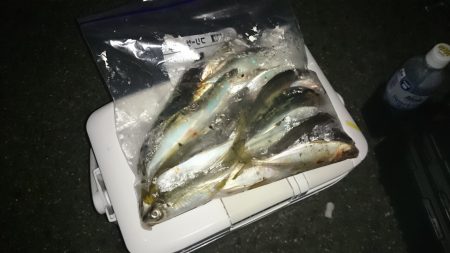 アジング釣行記