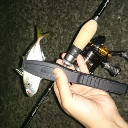 アジング釣行記