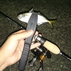 アジング釣行記