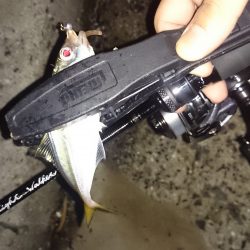 アジング釣行記