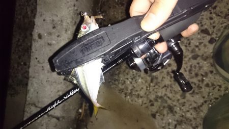 アジング釣行記