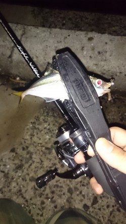 アジング釣行記
