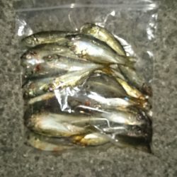 アジング釣行記