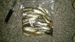 アジング釣行記