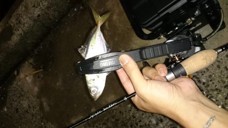 アジング釣行記