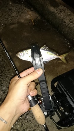 アジング釣行記