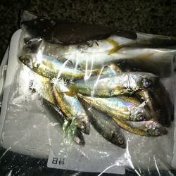 アジング釣行記