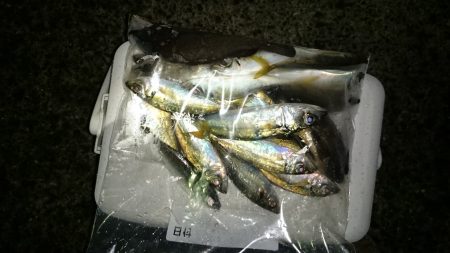 アジング釣行記