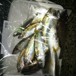 アジング釣行記