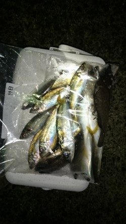 アジング釣行記