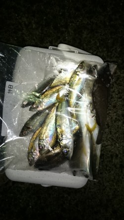 アジング釣行記
