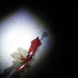 ケンサキイカ釣りました♪